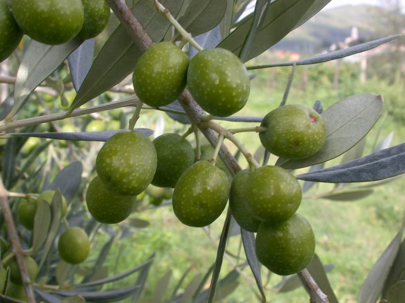 Olea europaea / Ulivo